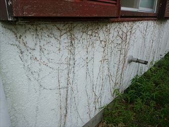 佐倉市井野の外壁にツタや亀裂の発生、外壁へのメンテナンス工事