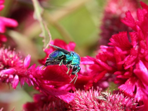 赤い花の中の青蜜蜂