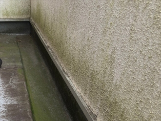 町田市山崎町にて外壁に苔が生えるのは塗膜が劣化しているからかもしれません