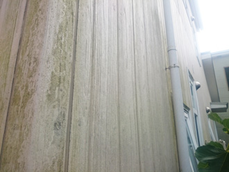 練馬区南田中にて外壁塗装工事前の調査、藻が繁殖してしまったサイディング外壁にパーフェクトトップによる塗装工事をおすすめ