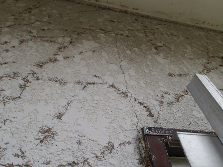 練馬区富士見台の外壁塗装工事前調査、蔦が繁殖しヒビが入ったモルタル外壁にエラストコートの塗装工事をおすすめ