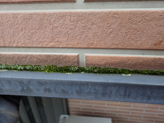 立川市柴崎町で外壁塗装をご検討中のお住いを調査、水切り部分に繁殖した苔には要注意です