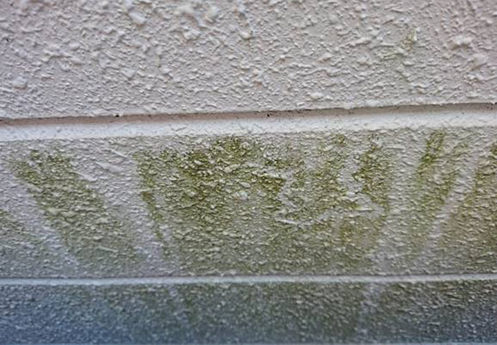 三鷹市大沢にてサイディング外壁の調査を行い目地・外壁のひび割れと藻の付着を確認