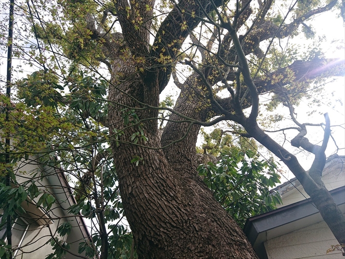 すぐ横の大きな木