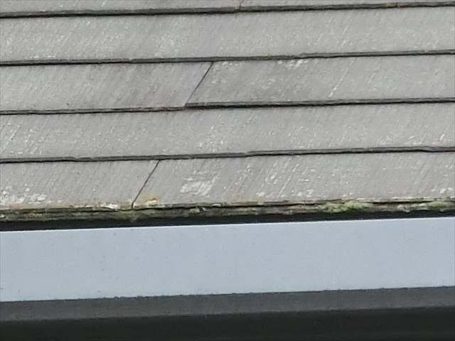 屋根材小口の藻