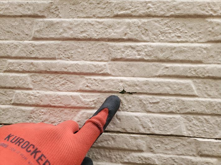 船橋市三咲にて苔が発生しているサイディング外壁の調査、塗膜の剥がれや素地の露出が見られましたので外壁塗装が必要です