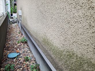 市川市行徳駅前にて防水性が低下して苔が発生しているモルタル外壁の調査
