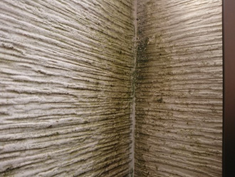 窯業系サイディング外壁に苔が発生している