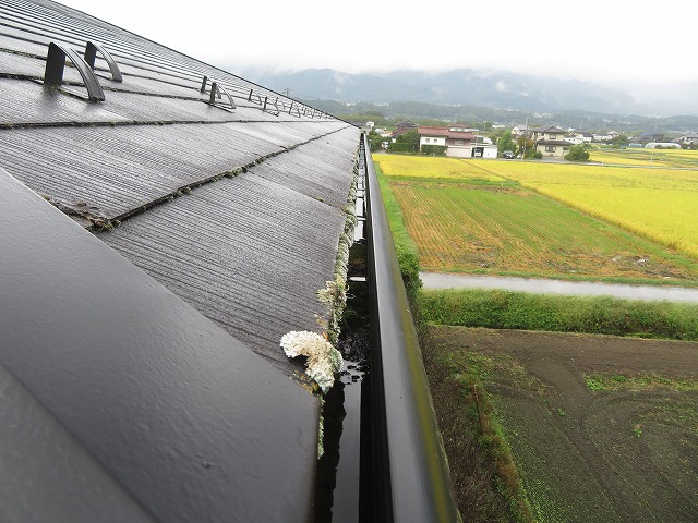 伊那市：スレート屋根の軒先に苔の付着を確認