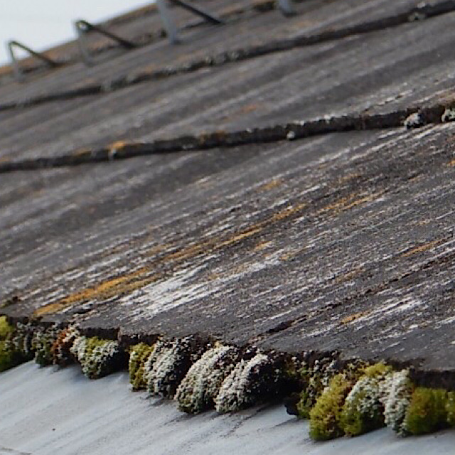 揖斐郡池田町で外壁のひび割れやカラーベスト屋根に藻が生えた現場