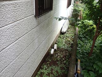 植物と外壁の汚れ