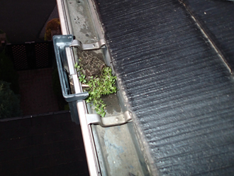 千葉県　袖ヶ浦市　屋根塗装　棟板金交換　点検　雨樋に植物発生