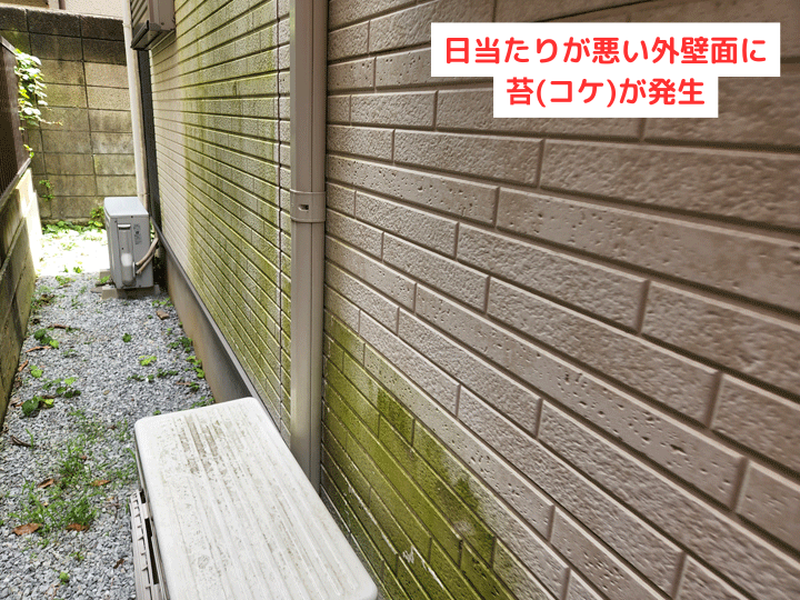 日当たりが悪い外壁面に苔