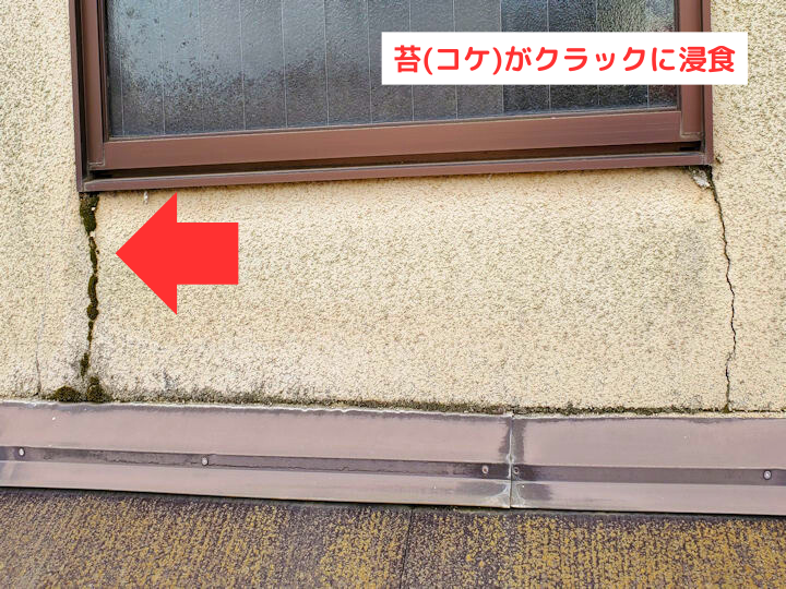 外壁のクラックに苔が浸食