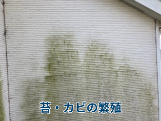 苔・カビの繁殖