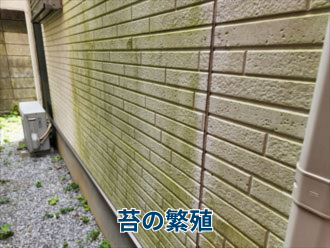 苔の繁殖