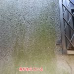 外壁の苔