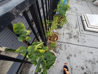 屋上に鉢植え