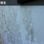 苔の発生