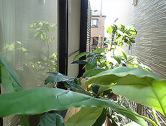 日陰になっている外壁からは、植物が高さ1メートル以上育っています