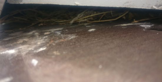 千葉市中央区｜築10年目の屋根塗装前の点検で鳥の巣発見？！