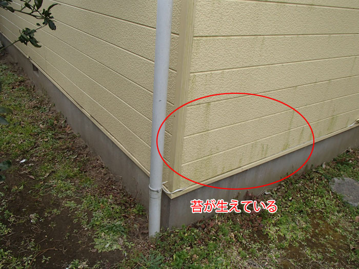外壁塗装前調査　苔の付着