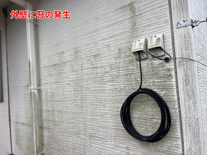 苔の発生