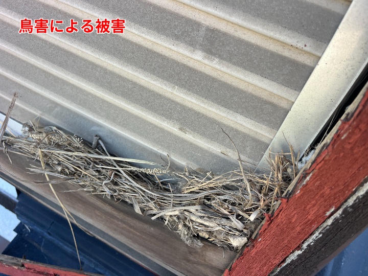 鳥害による被害