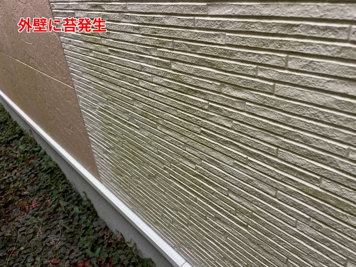苔の発生