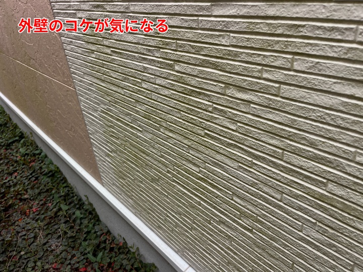 苔