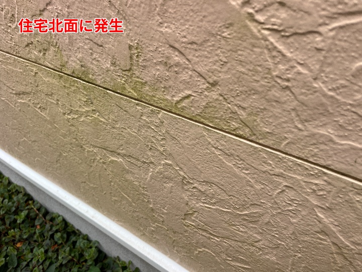苔