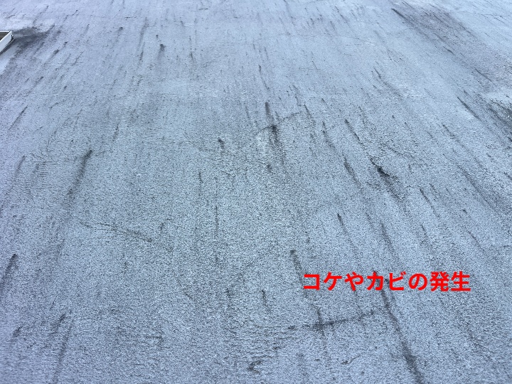 コケやカビ