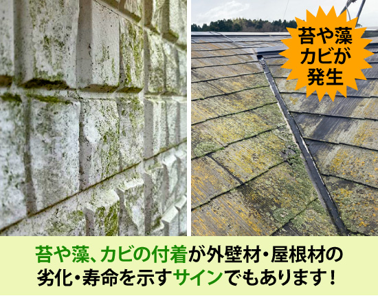 苔や藻、カビの付着が外壁材・屋根材の劣化・寿命を示すサインでもあります！