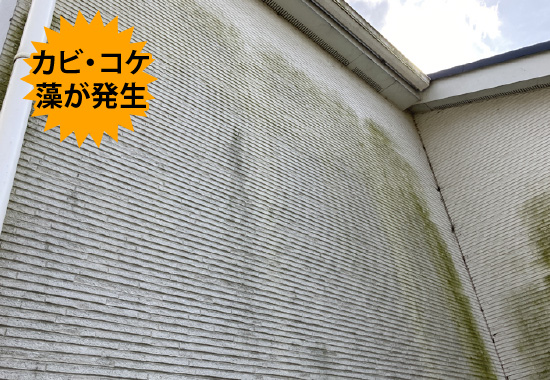 カビ・コケ・藻が発生