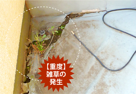 【重度】雑草の発生
