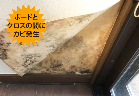 ボードとクロスの間にカビ発生