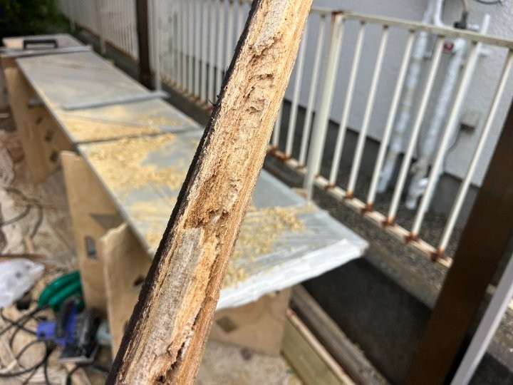 腐朽した撤去木材