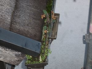 土やごみが詰まって植木鉢状態の軒樋