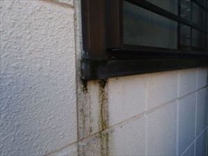 浴室サッシ廻りの苔