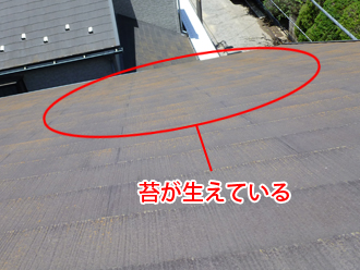 新宿区　屋根塗装の事前調査　苔が生えている