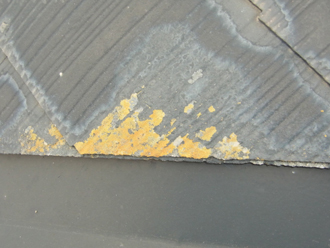 葛飾区　屋根塗装　事前調査　苔の発生
