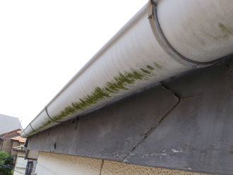 墨田区　外壁塗装前の調査　雨樋に発生した苔