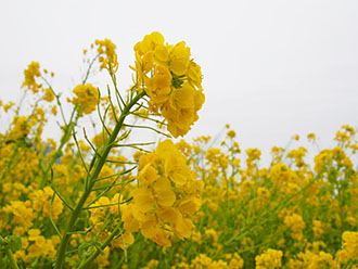 黄色の菜の花