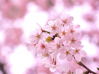 桜の季節に外壁塗装