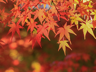 紅葉の季節に外壁塗装