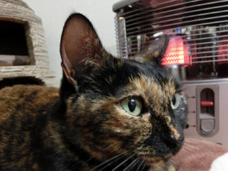 暖房と猫