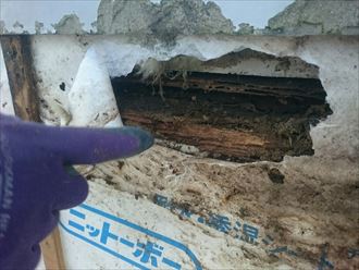 木更津市,壁,白アリ
