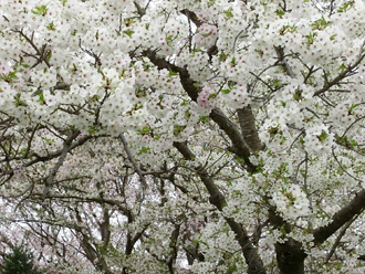 sakura