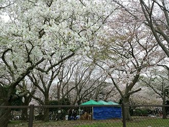 sakura1