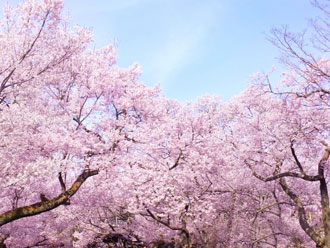 桜　ピンク